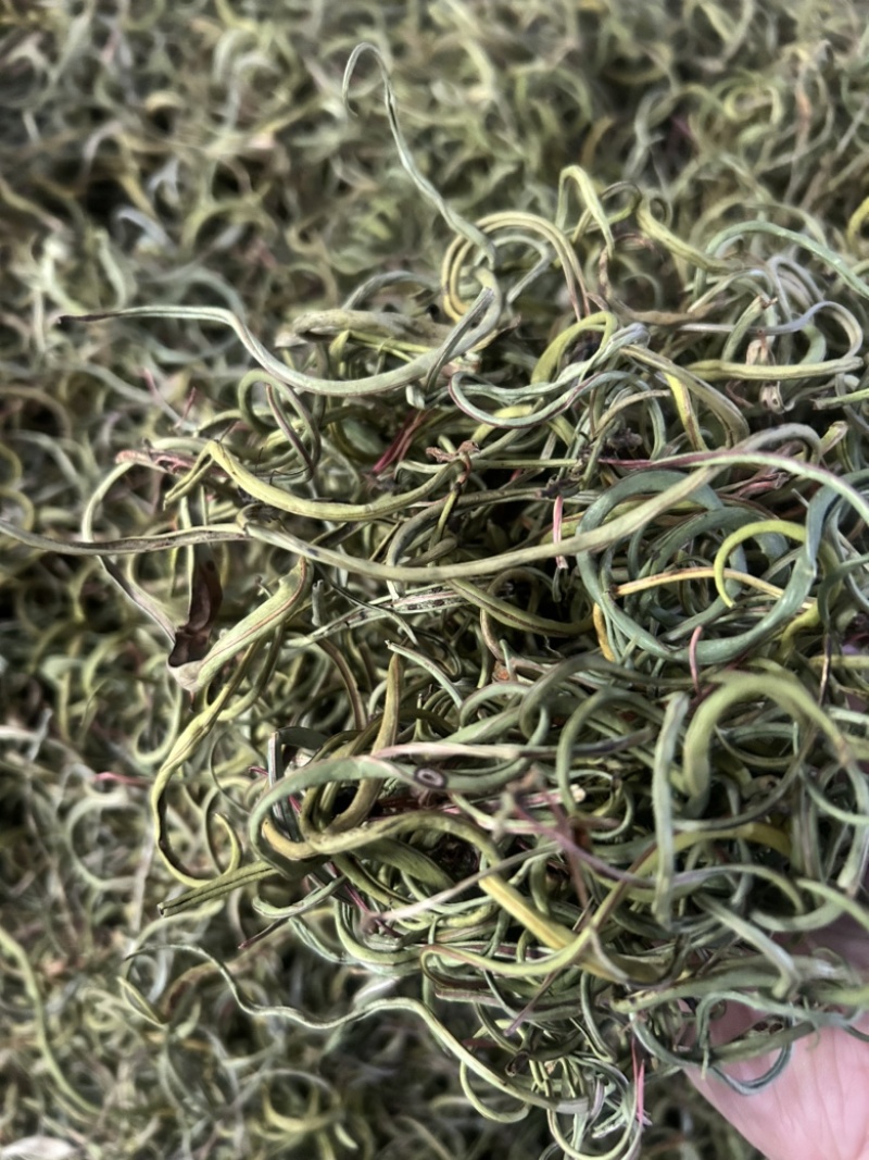 小叶化石草