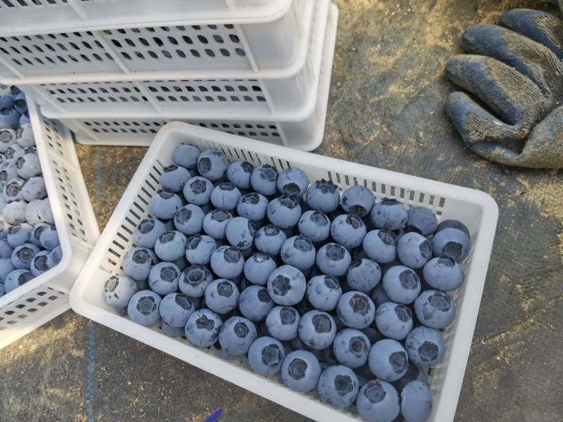 海阳大蓝莓早熟蓝莓l25f6优瑞卡果粉非常好