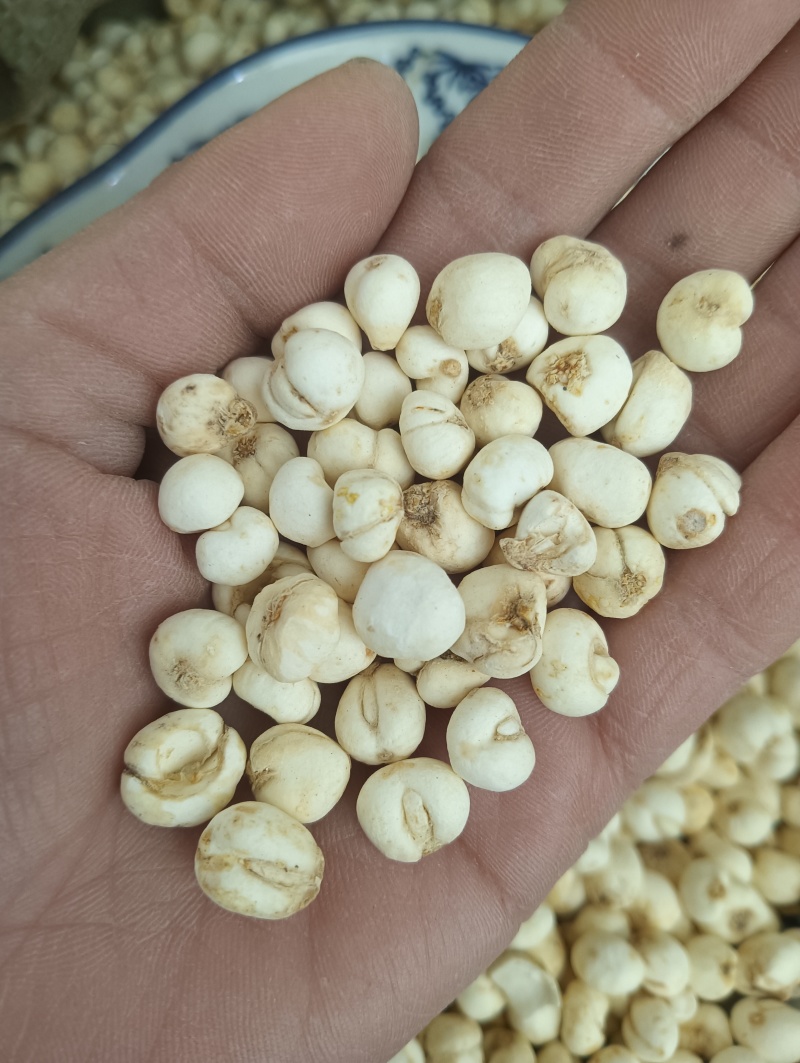 鲁赣药材，平贝，贝母实物实拍，规格任选，量大优惠