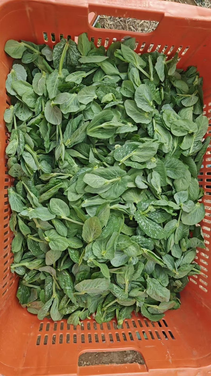 豌豆苗