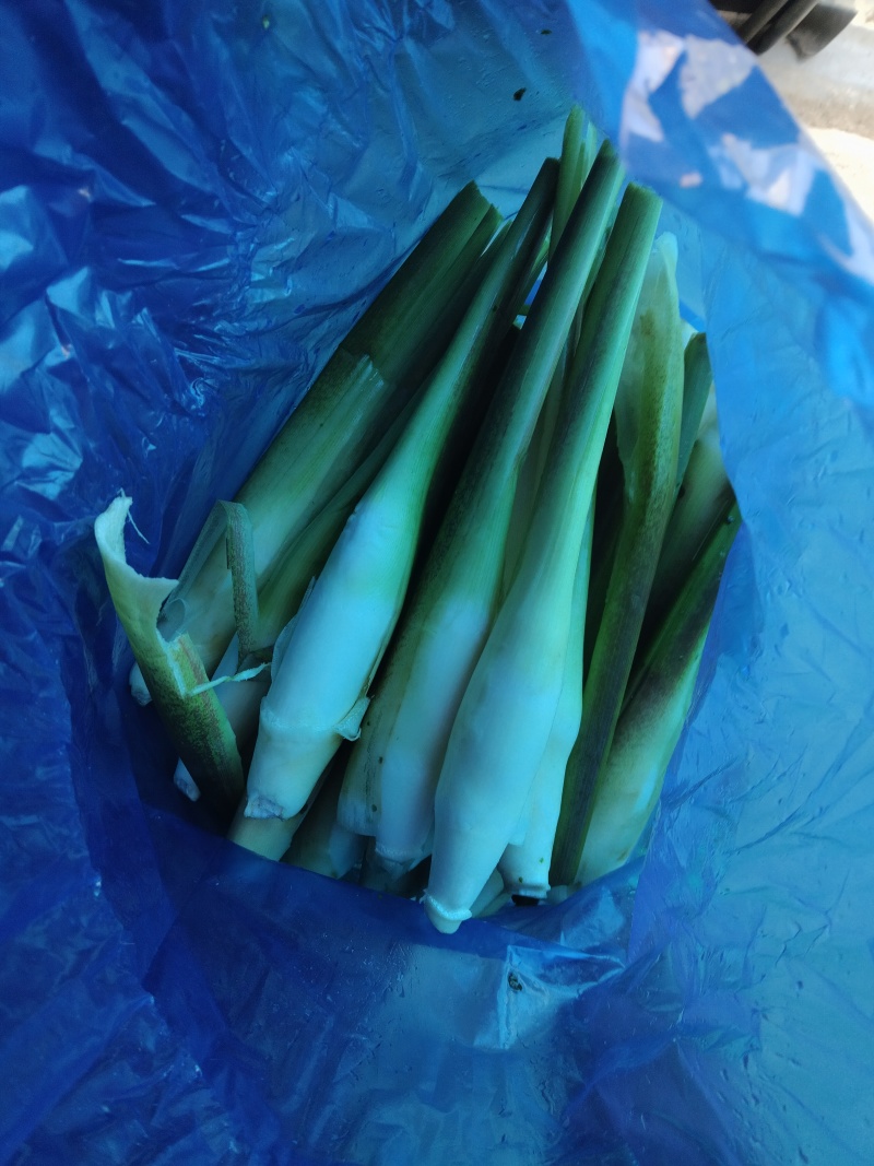 茭白，精品茭，电商茭可持续供应