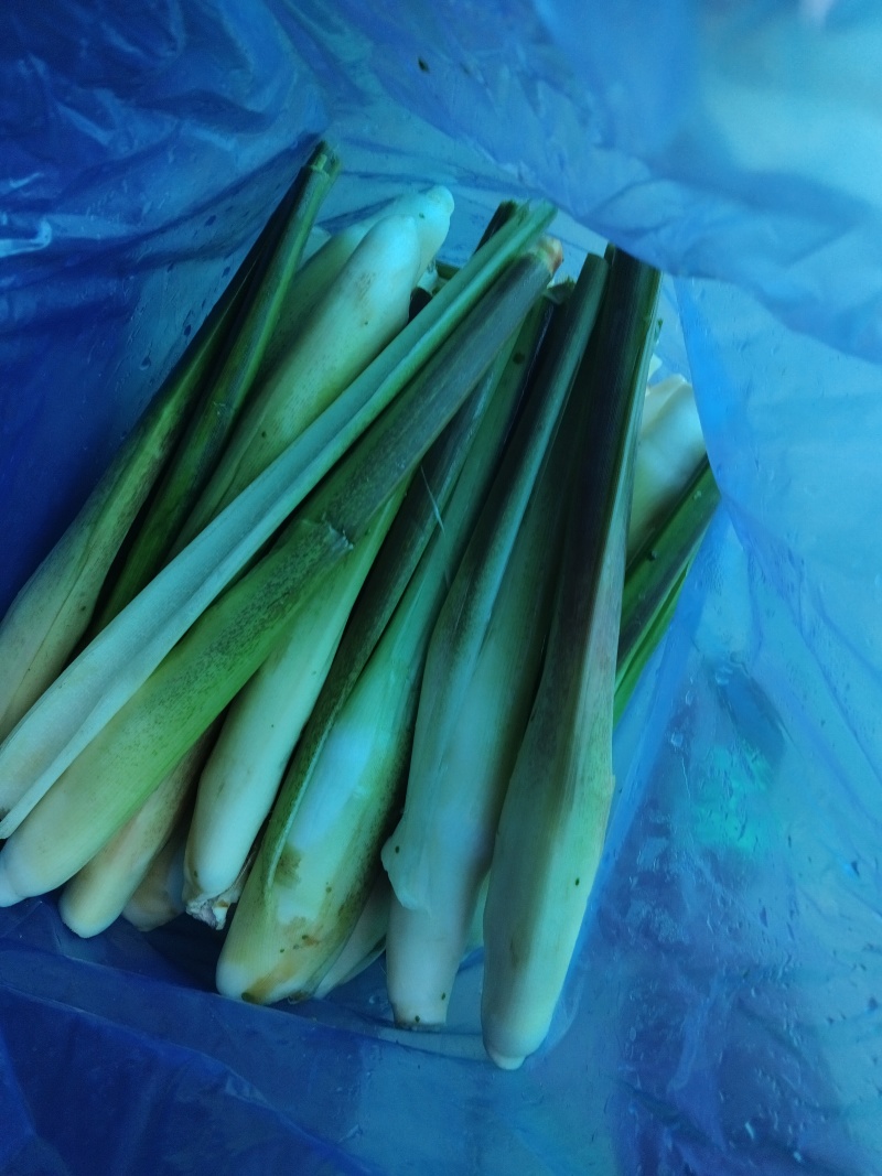 茭白，精品茭，电商茭可持续供应