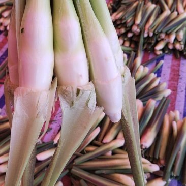 精品8号茭白上市，供应全国市场，电商平台超市食堂，四季供应
