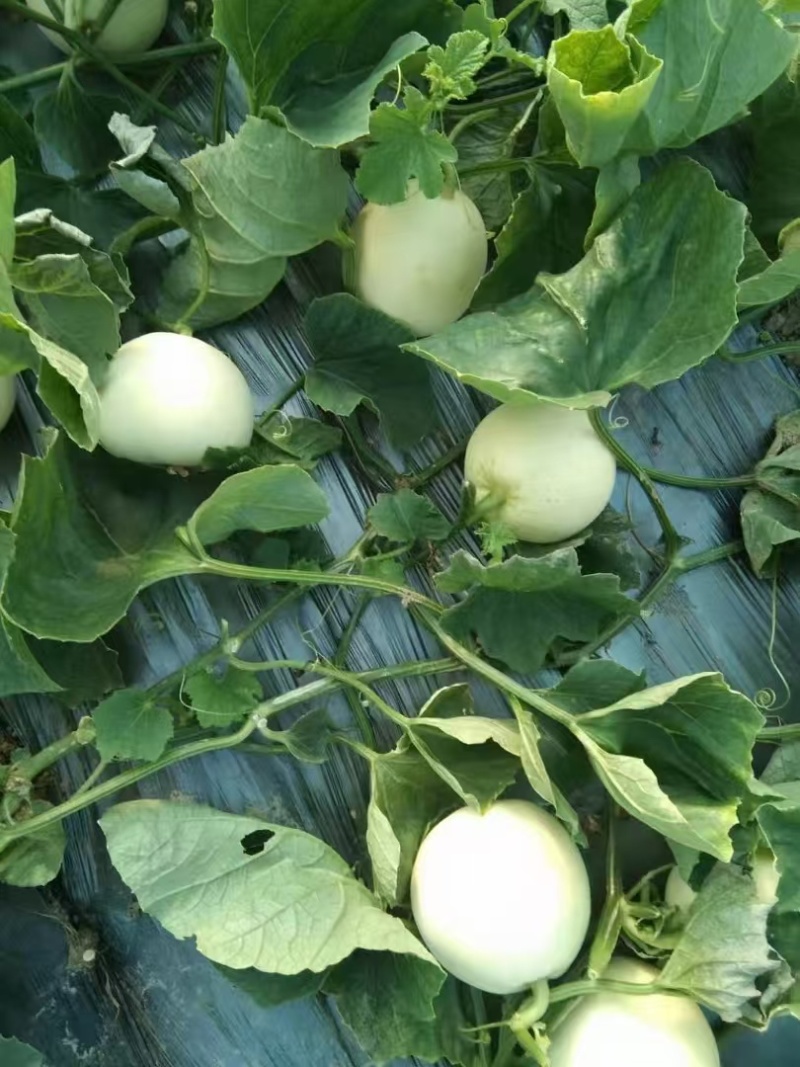精品白莎蜜甜瓜大量上市中，高糖耐运输保质保量代发全国