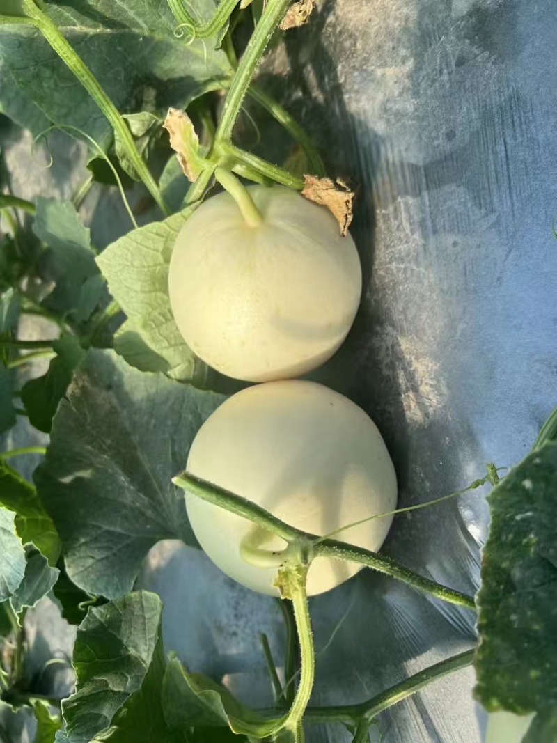 精品白莎蜜甜瓜大量上市中，高糖耐运输保质保量代发全国