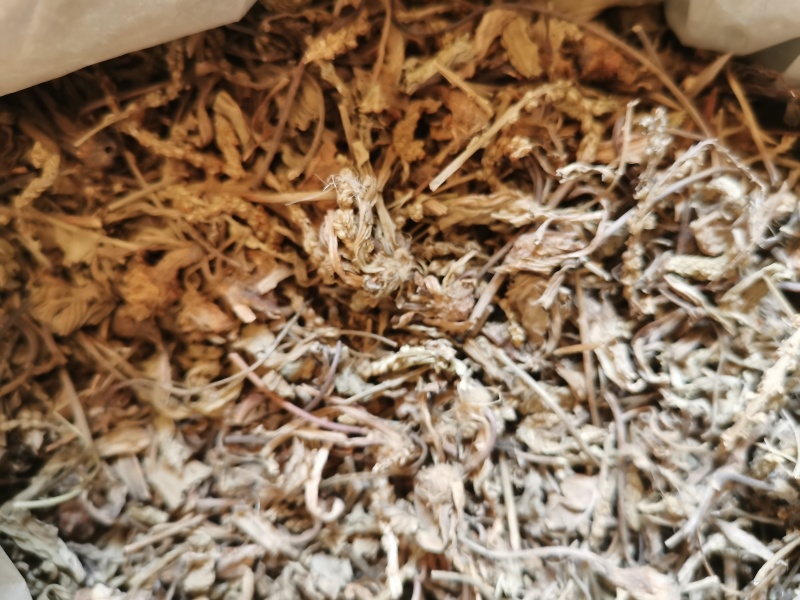 车前草