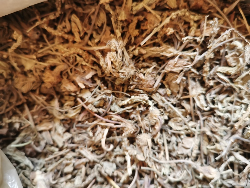车前草
