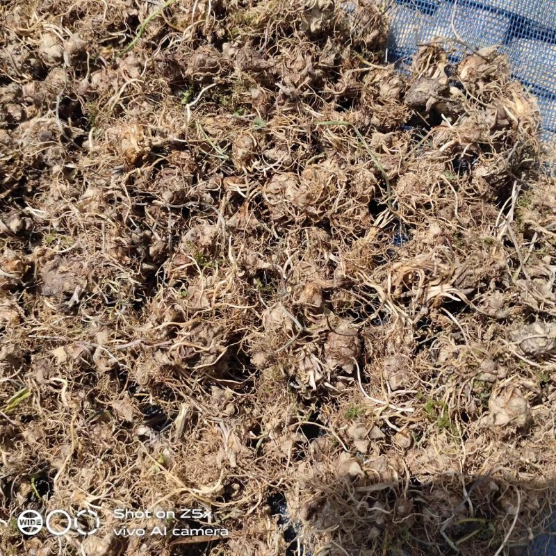新鲜野生猫爪草