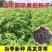 黄柏种子新采厚皮黄柏种子新种元柏黄菠萝剥皮种籽净子正品包