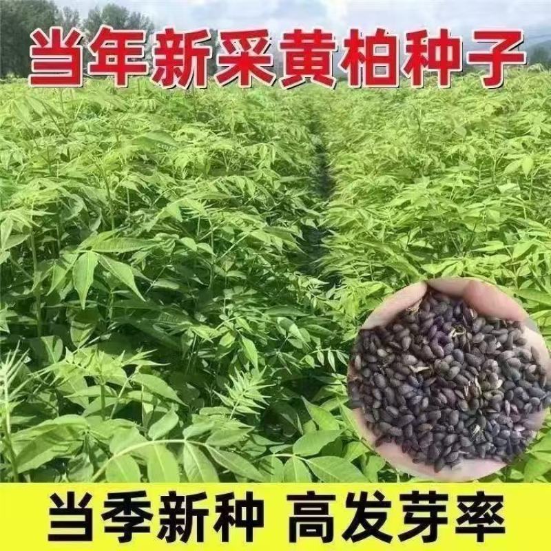 黄柏种子新采厚皮黄柏种子新种元柏黄菠萝剥皮种籽净子正品包