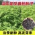 黄柏种子新采厚皮黄柏种子新种元柏黄菠萝剥皮种籽净子正品包
