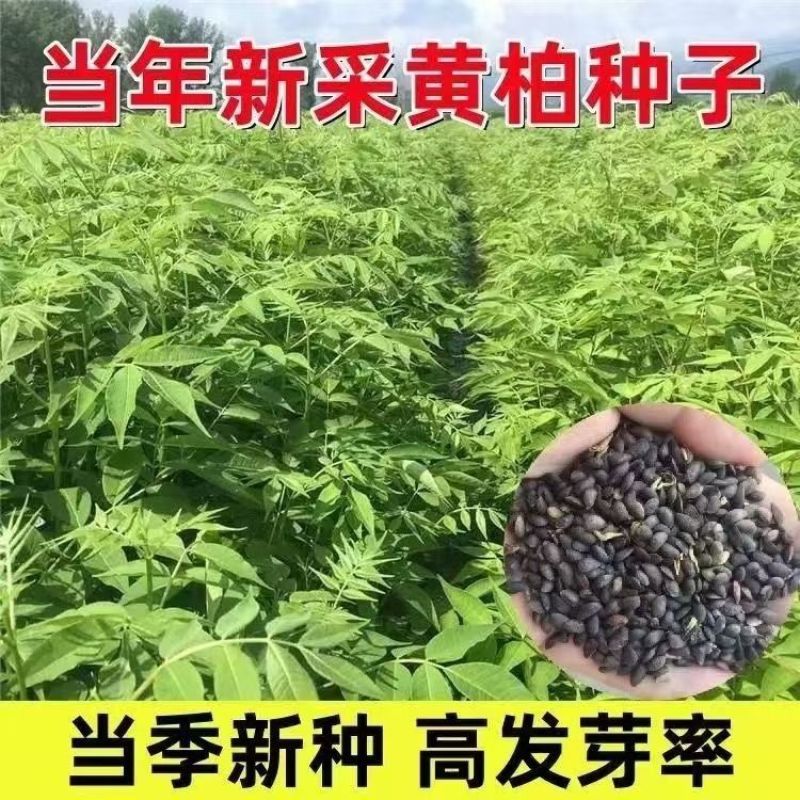 黄柏种子新采厚皮黄柏种子新种元柏黄菠萝剥皮种籽净子正品包