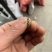 黄柏种子新采厚皮黄柏种子新种元柏黄菠萝剥皮种籽净子正品包