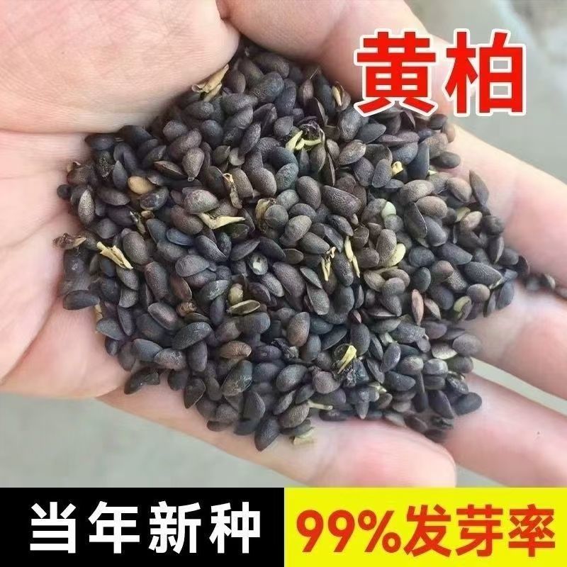 黄柏种子新采厚皮黄柏种子新种元柏黄菠萝剥皮种籽净子正品包