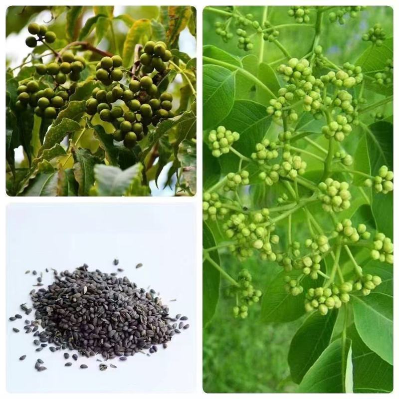 黄柏种子新采厚皮黄柏种子新种元柏黄菠萝剥皮种籽净子正品包
