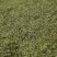 贵州正宗绿茶特级单芽贵定云雾山鸟王绿茶袋装贵州特产春季茶