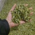 贵州正宗绿茶特级单芽贵定云雾山鸟王绿茶袋装贵州特产春季茶