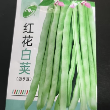 四季豆种子-早熟品种肉厚脆嫩无筋需要搭架丰产