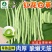 四季豆种子-早熟品种肉厚脆嫩无筋需要搭架丰产