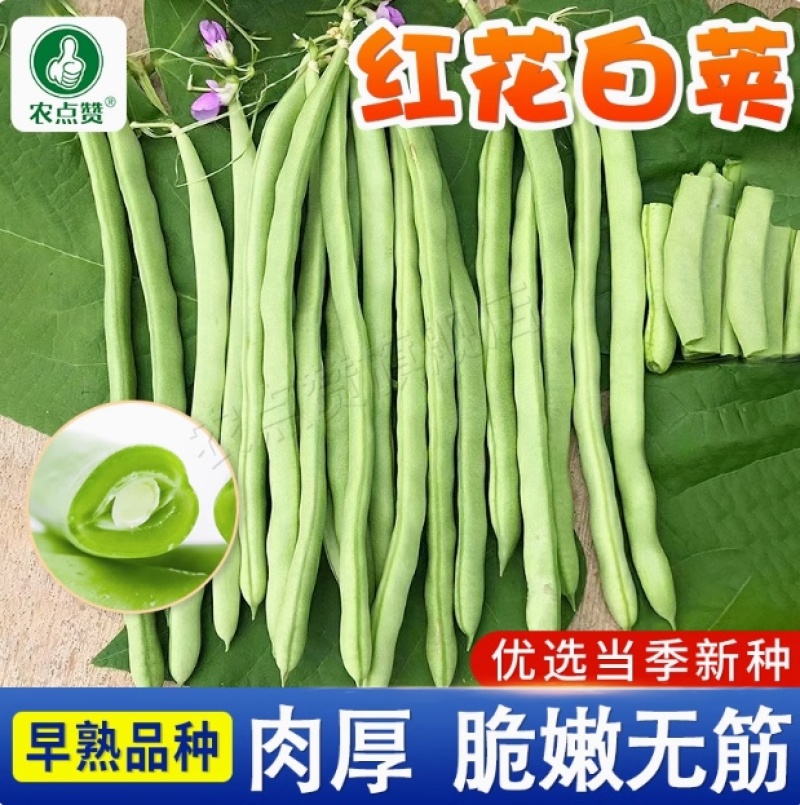 四季豆种子-早熟品种肉厚脆嫩无筋需要搭架丰产