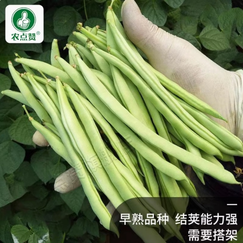 四季豆种子-早熟品种肉厚脆嫩无筋需要搭架丰产