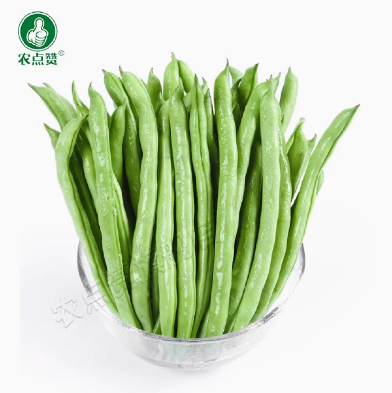 四季豆种子-早熟品种肉厚脆嫩无筋需要搭架丰产