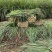 香茅草也叫柠檬草，用途泰国菜、精油、调味料等…