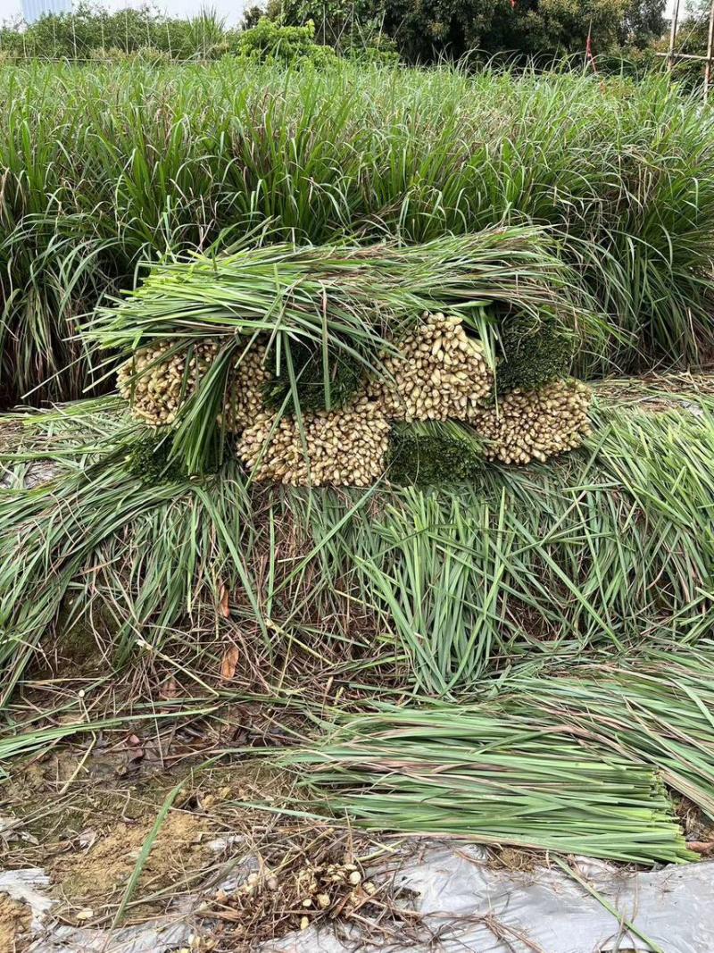 香茅草也叫柠檬草，用途泰国菜、精油、调味料等…