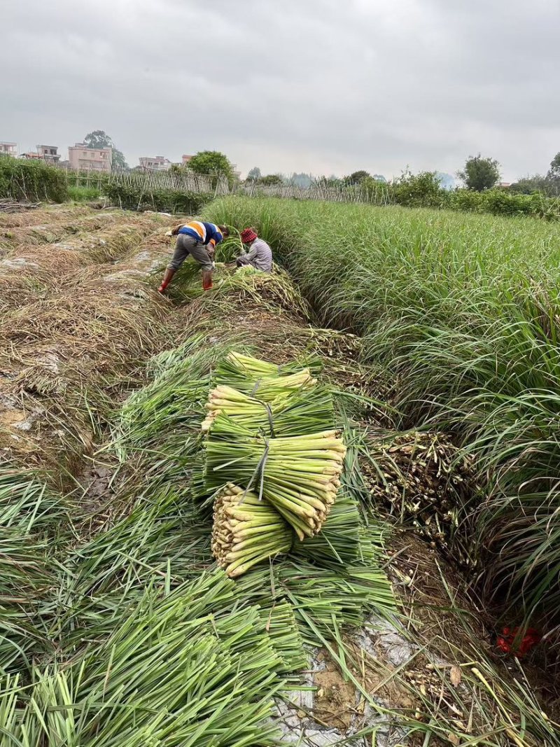 香茅草也叫柠檬草，用途泰国菜、精油、调味料等…