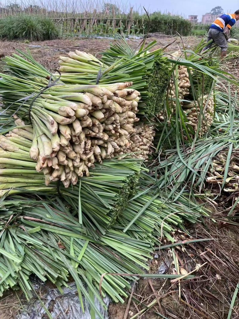 香茅草也叫柠檬草，用途泰国菜、精油、调味料等…