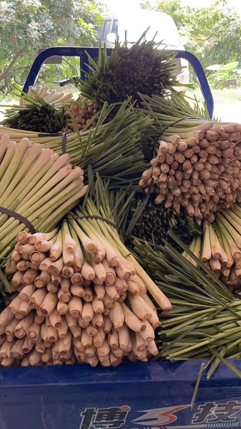 香茅草也叫柠檬草，用途泰国菜、精油、调味料等…