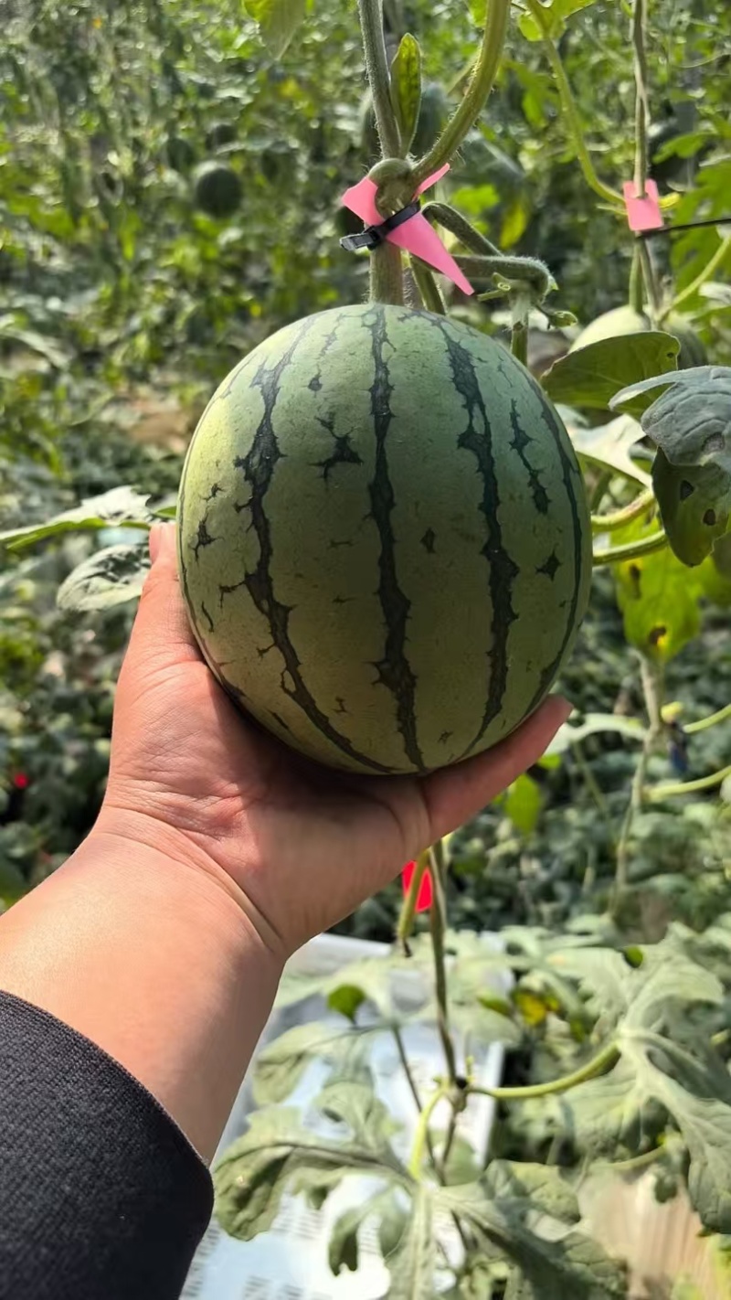 精品2k小吊瓜，L60全美小西瓜，支持各类商超，电商平台