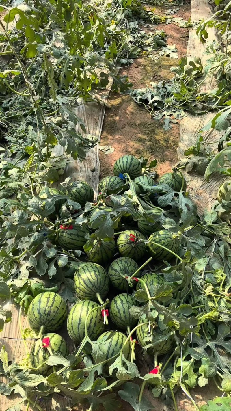 精品2k小吊瓜，L60全美小西瓜，支持各类商超，电商平台