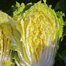 黄心大白菜，质量好，价格便宜，欢迎新老客户前来选购