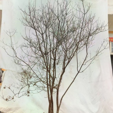 网红盆栽吊钟花