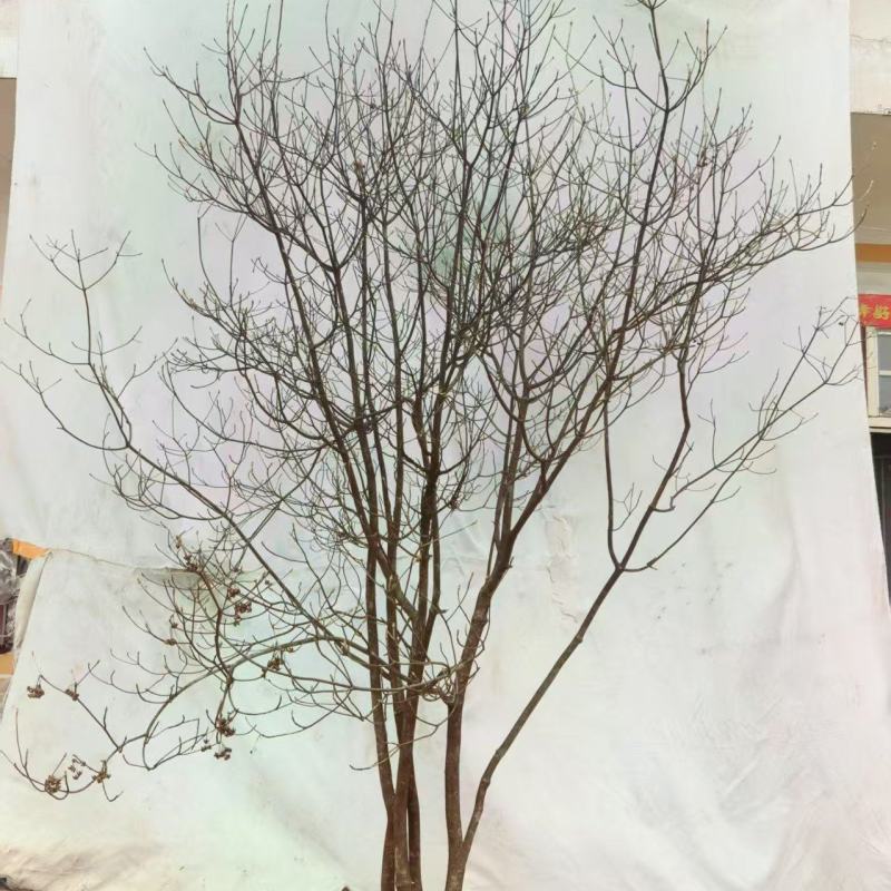 网红盆栽吊钟花