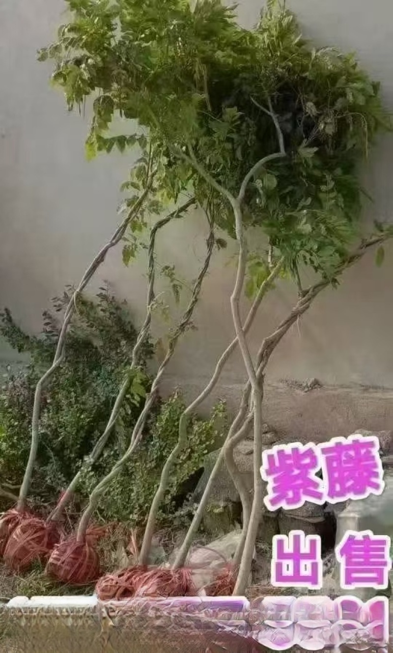 紫藤，基地常年销售各种绿化苗木。