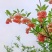 网红盆栽吊钟花