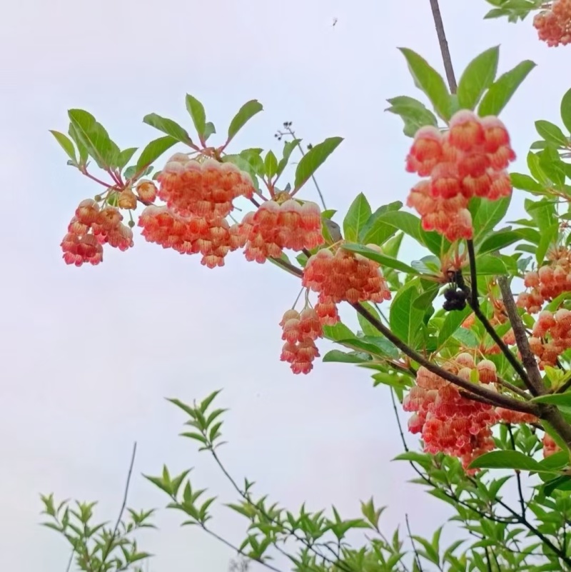 网红盆栽吊钟花