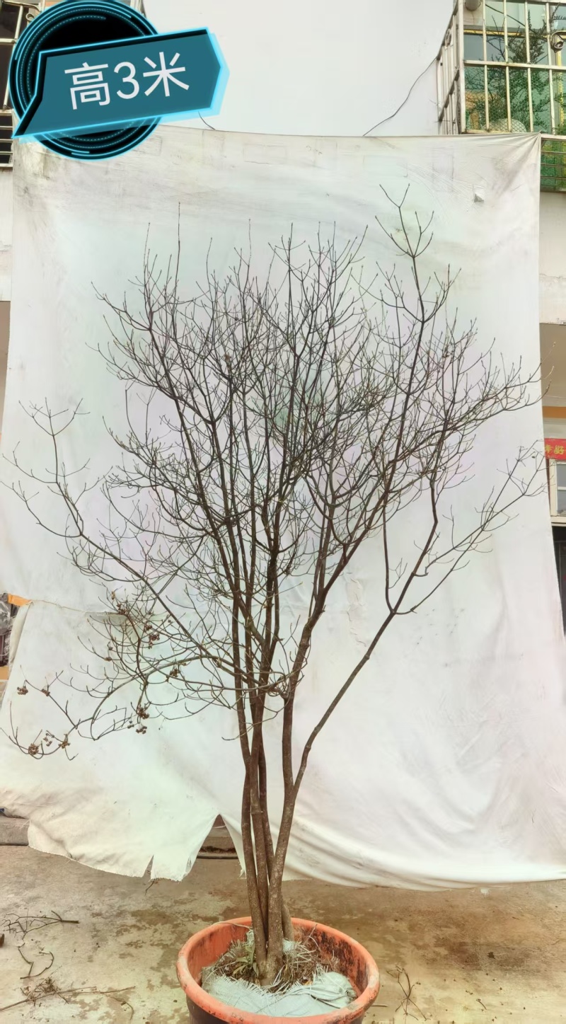 网红盆栽吊钟花