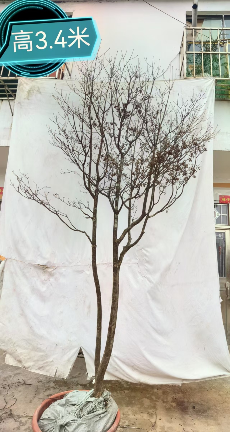 网红盆栽吊钟花