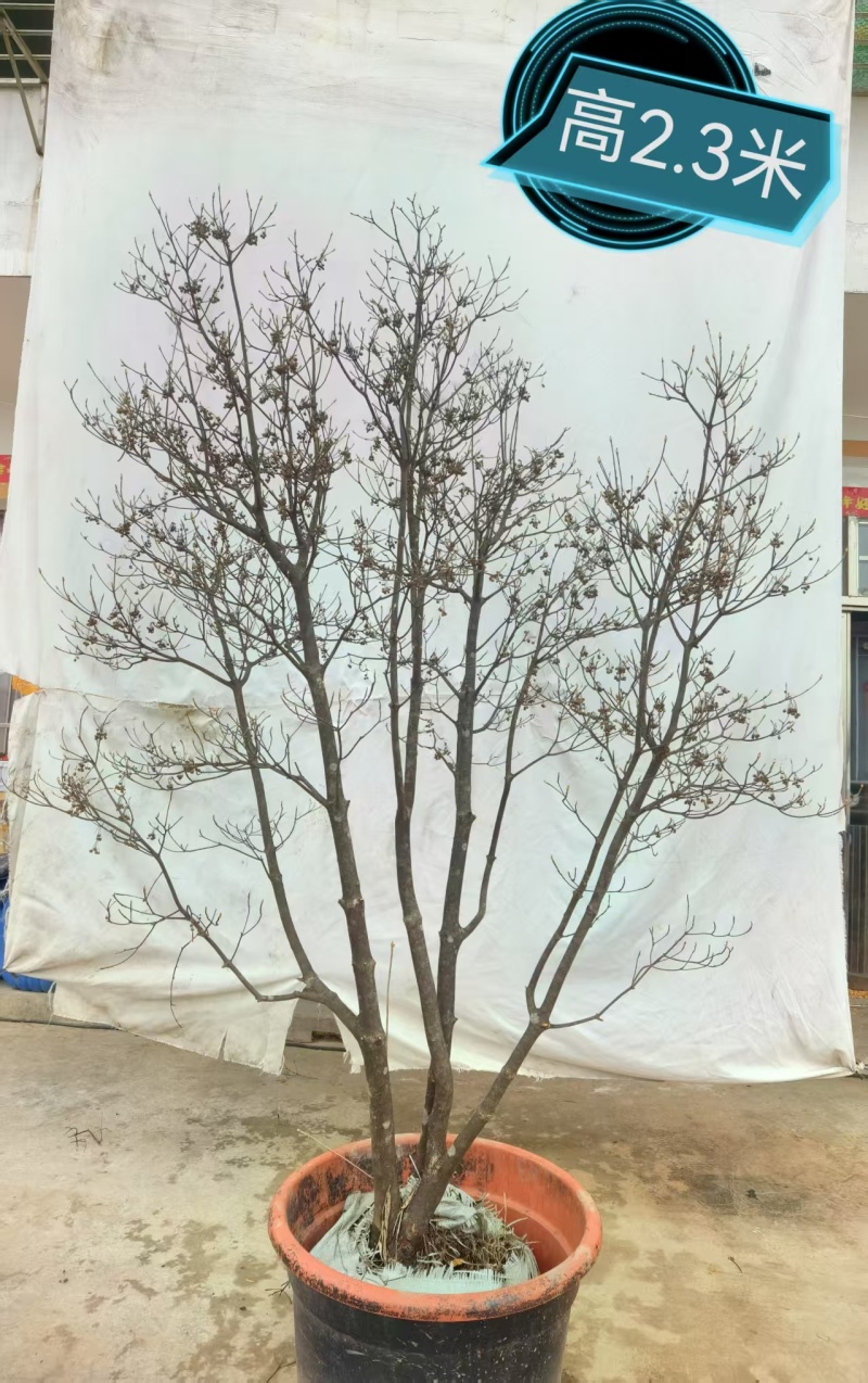 网红盆栽吊钟花
