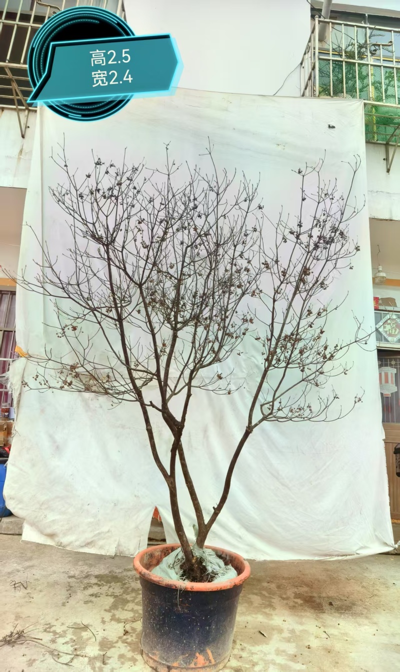 网红盆栽吊钟花
