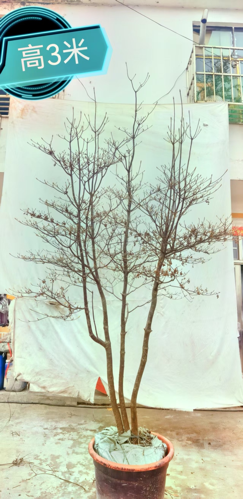 网红盆栽吊钟花
