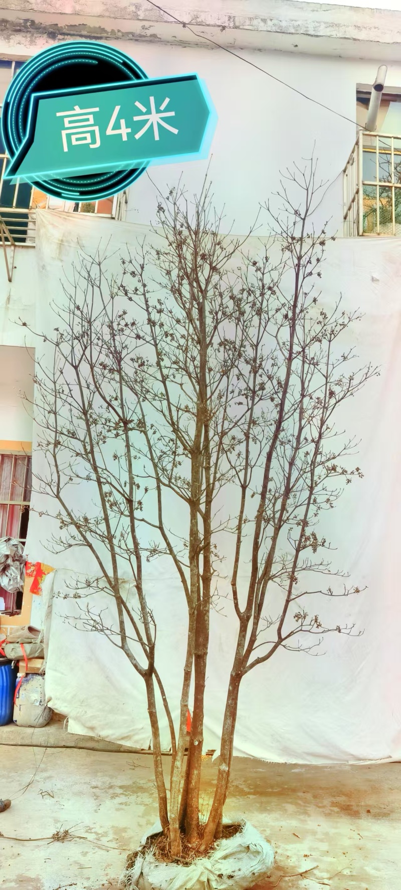 网红盆栽吊钟花