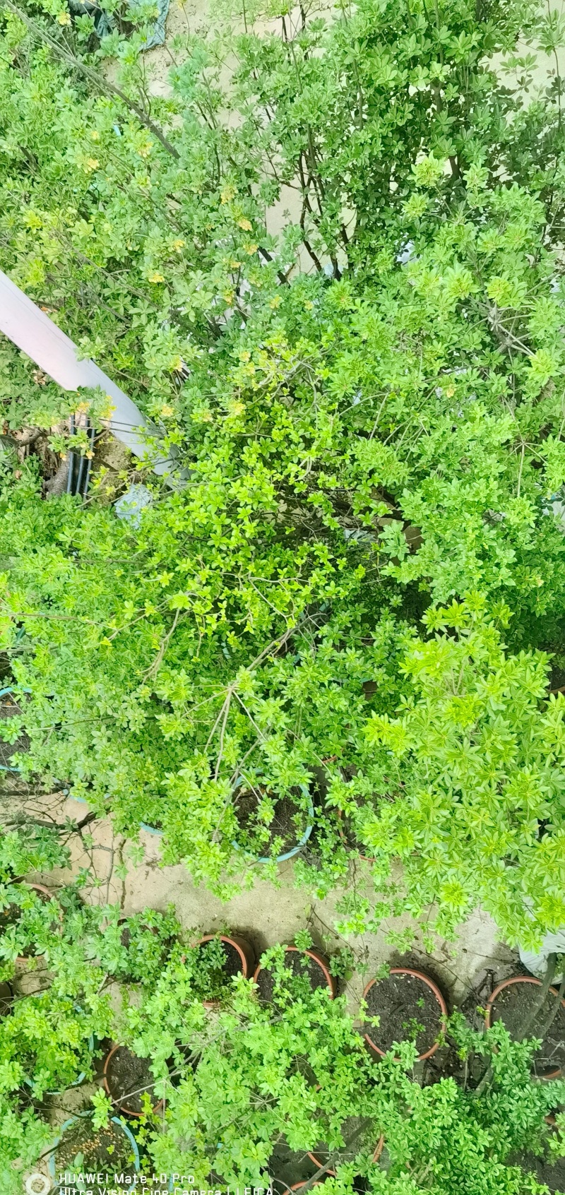 网红盆栽吊钟花
