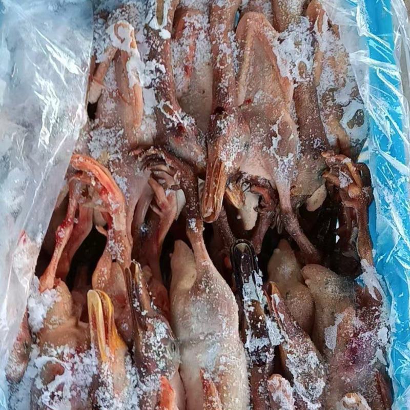 麻鸭