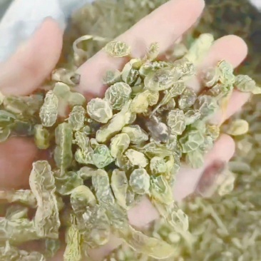 【槐角】实物拍摄新货颜色好看