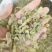 【槐角】实物拍摄新货颜色好看
