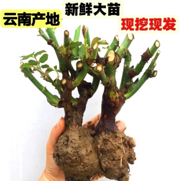 云南基地直发玫瑰老桩混搭浓香型阳台庭院花卉耐寒绿植